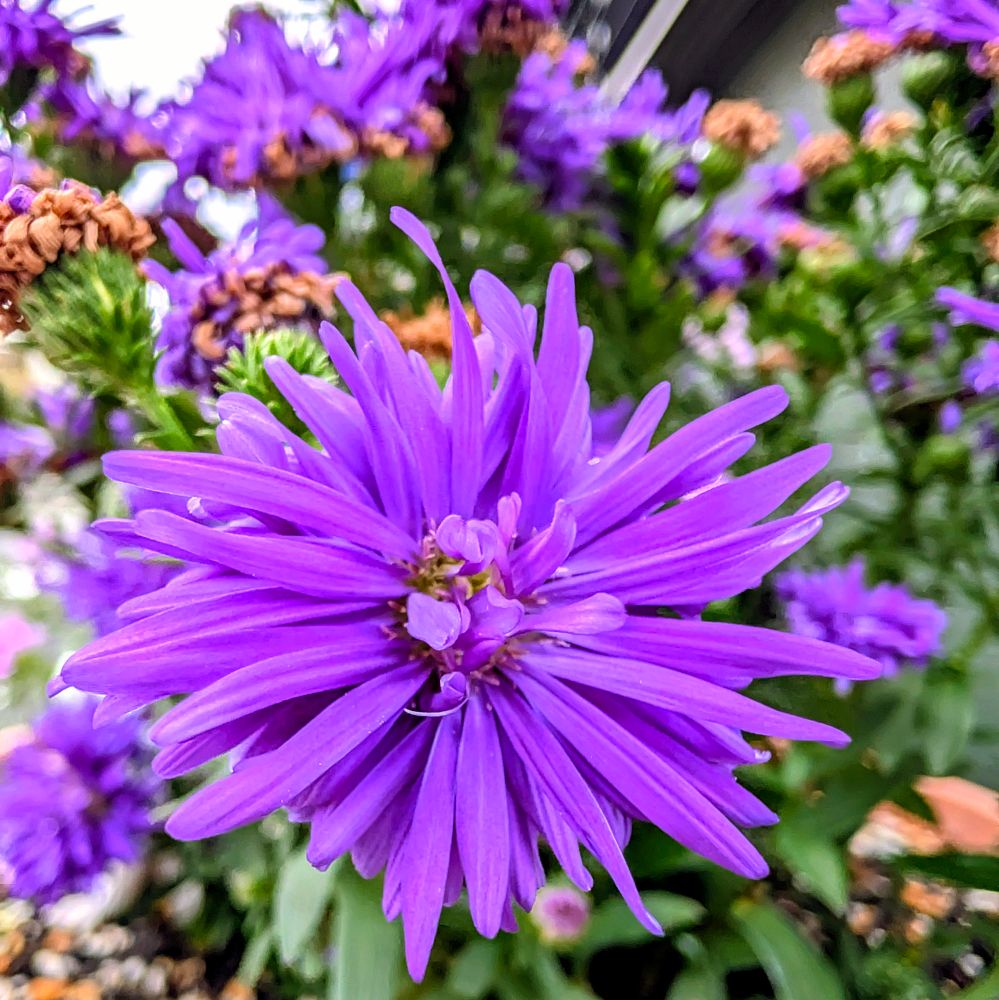 紫色のイタリアン・アスターの花々