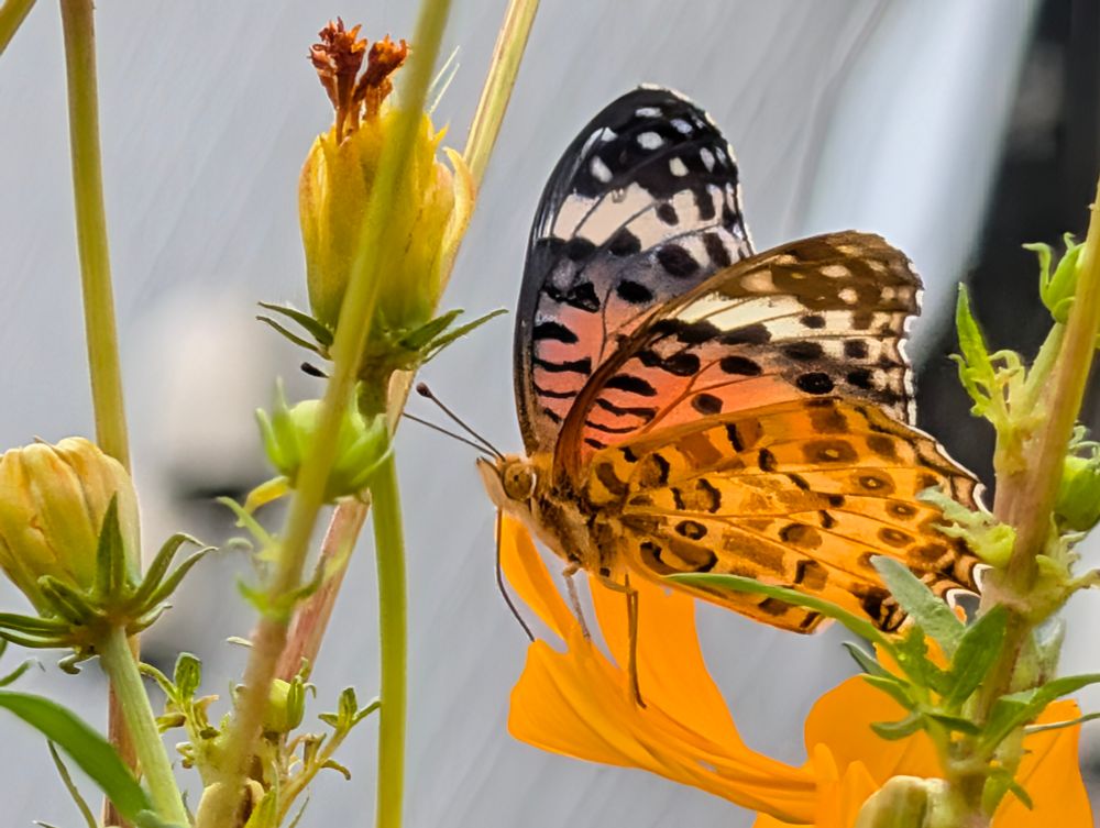 ツマグロヒョウモン蝶 