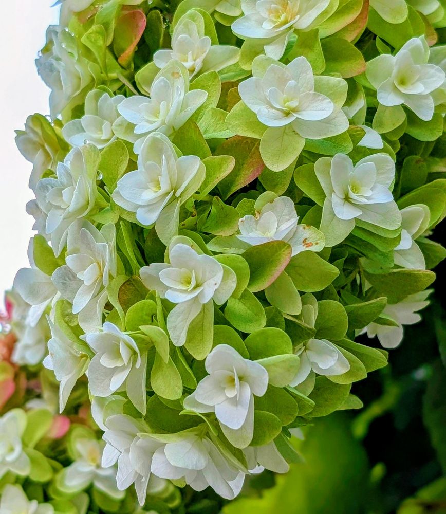 カシワバアジサイの花
