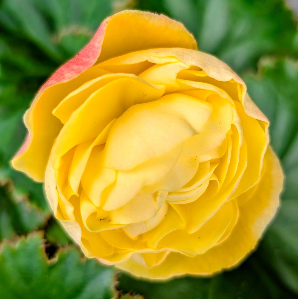 黄色いベゴニアの花