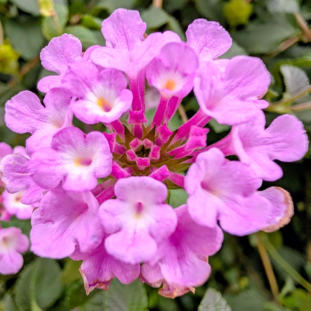 ピンク色のランタナ