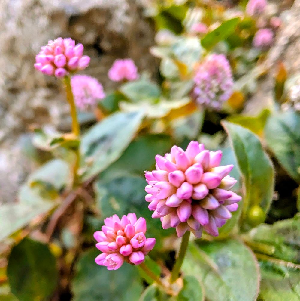 ヒメツルソバの花々