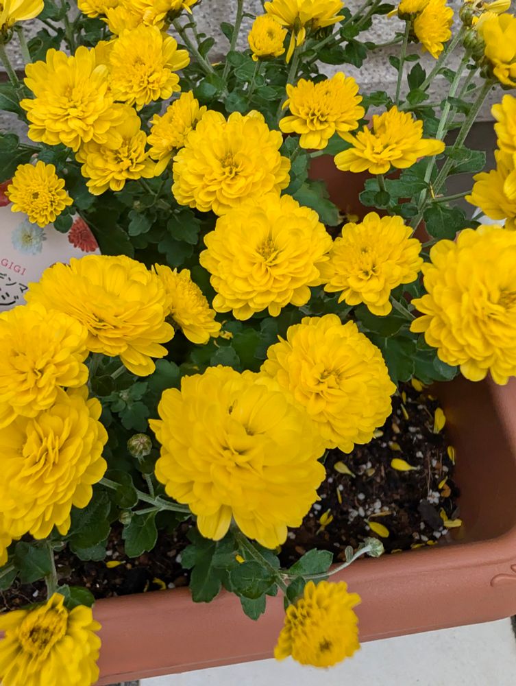 黄色いガーデンマム の花々 