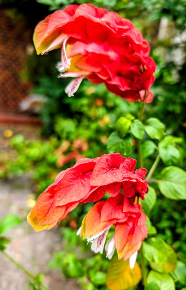 赤いコエビソウ（小海老草、別名：ベロペロネの花々