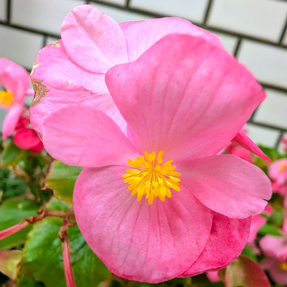 ピンク色のベゴニアの花