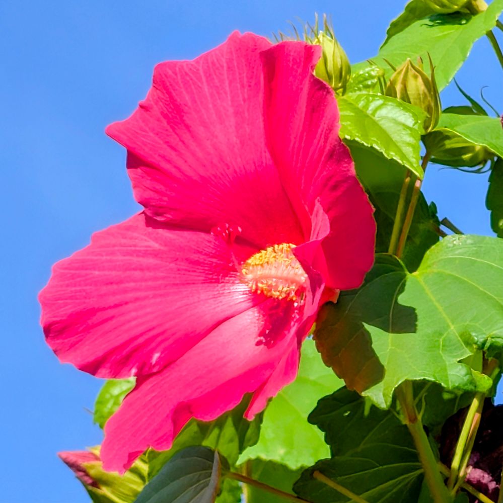 アメリカフヨウ