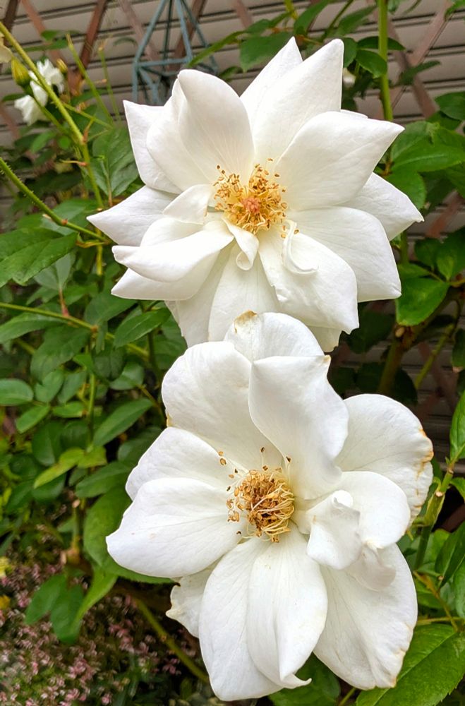 バラの品種である「つるアイスバーグ」