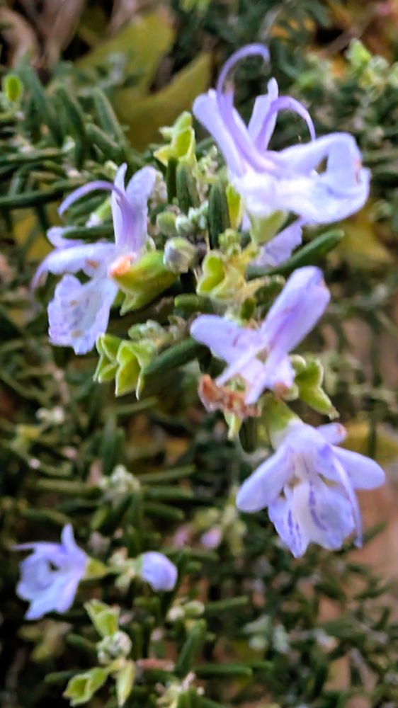 薄紫色のローズマリー（別名マンネンロウ）の花々