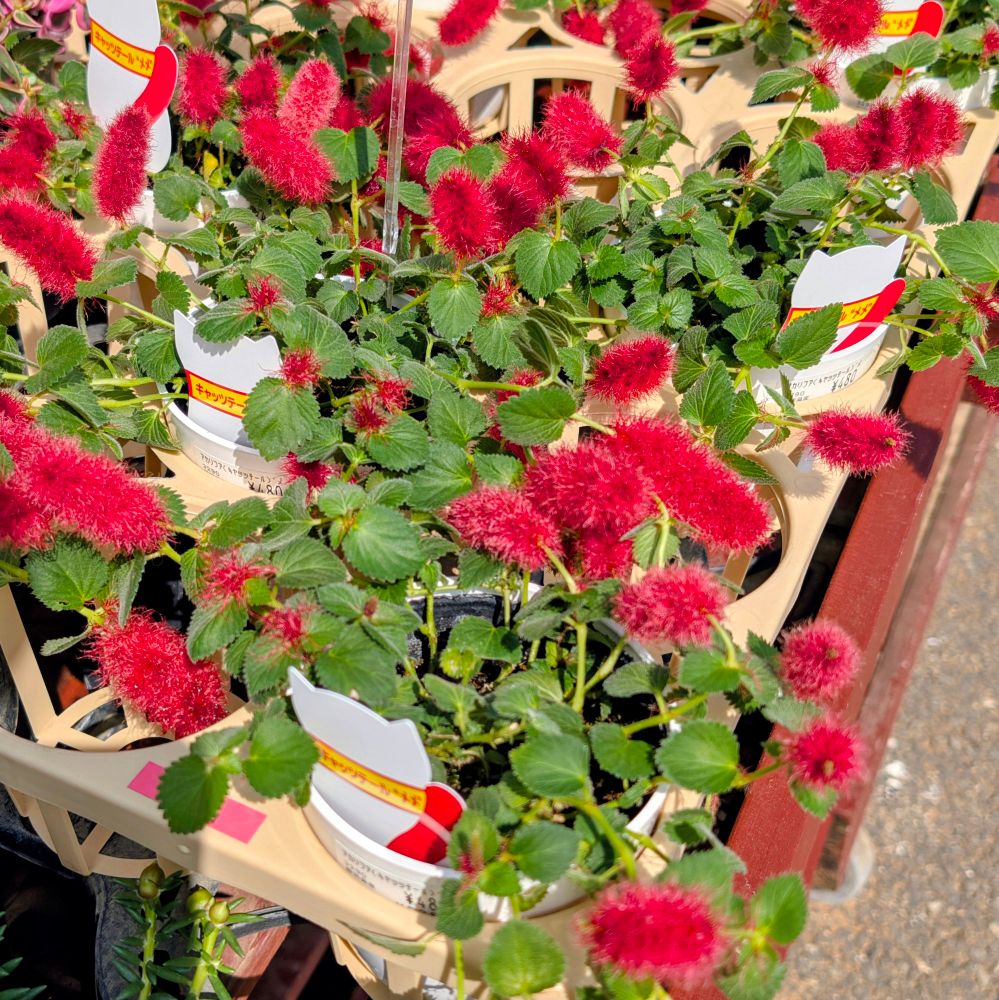 赤いキャットネイルの花々
