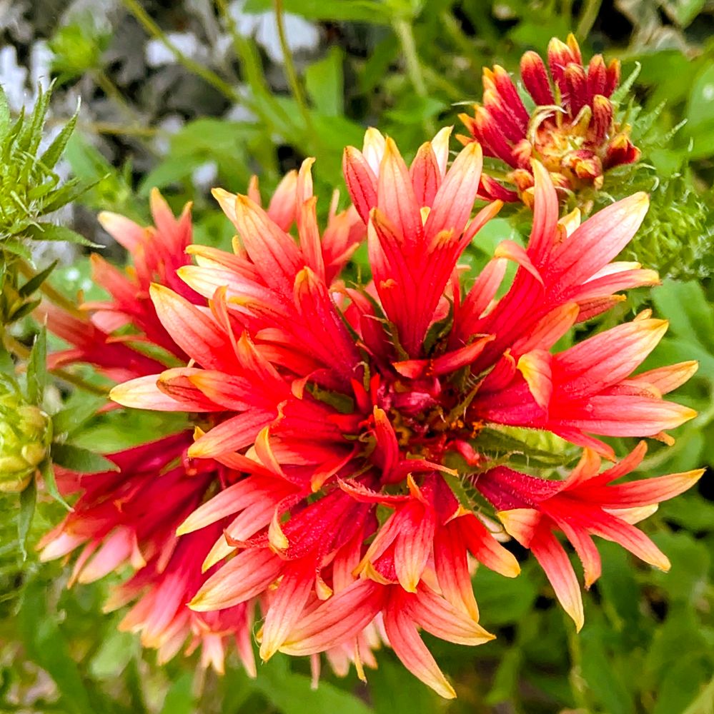 テンニンギクの花