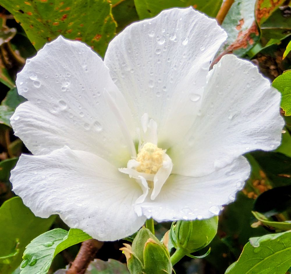 雨あがりの雨露とムクゲの花