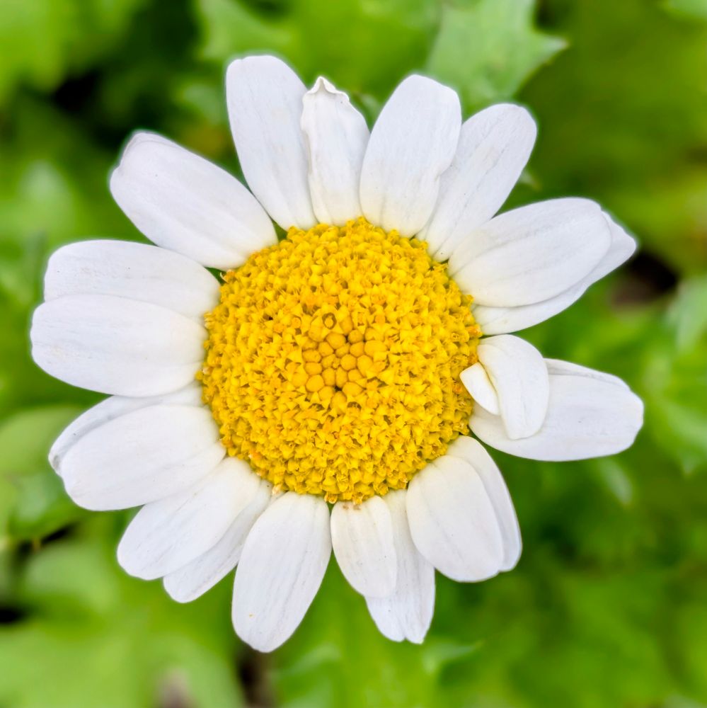 白いヒナギク デイジー ノースポールの花 