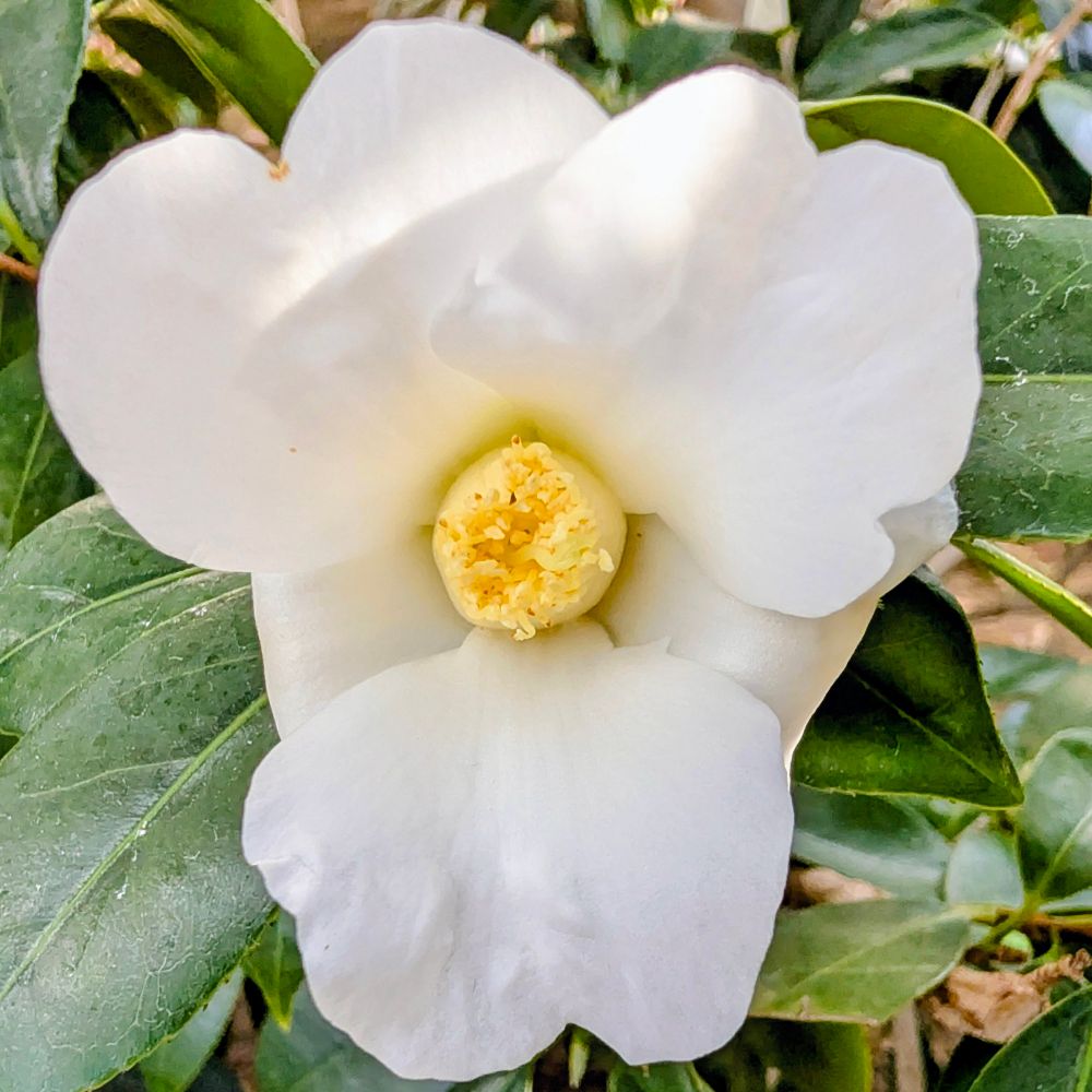 白いヤブツバキの花