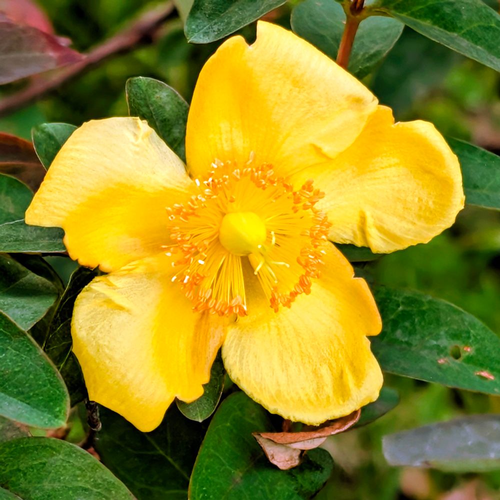 黄色いセイヨウキンシバイの花