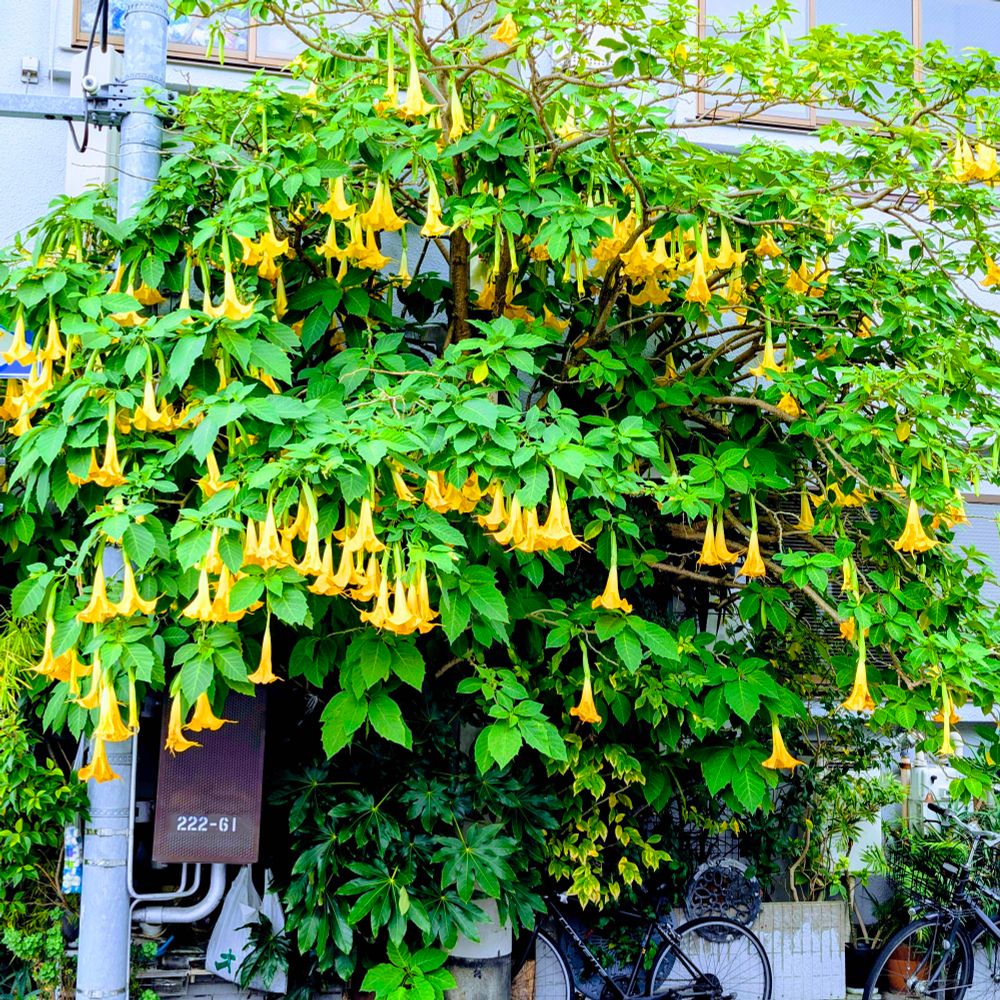 黄色いエンジェルストランペット キダチチョウセンアサガオの花々