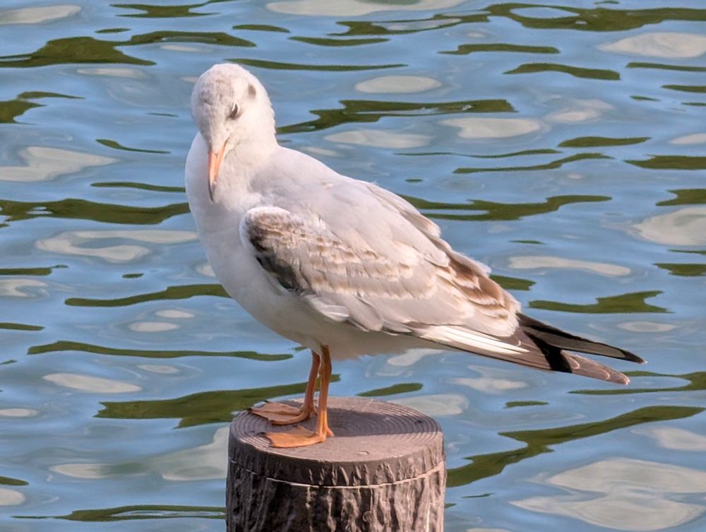 2025年11月12日 撮影 ユリカモメ