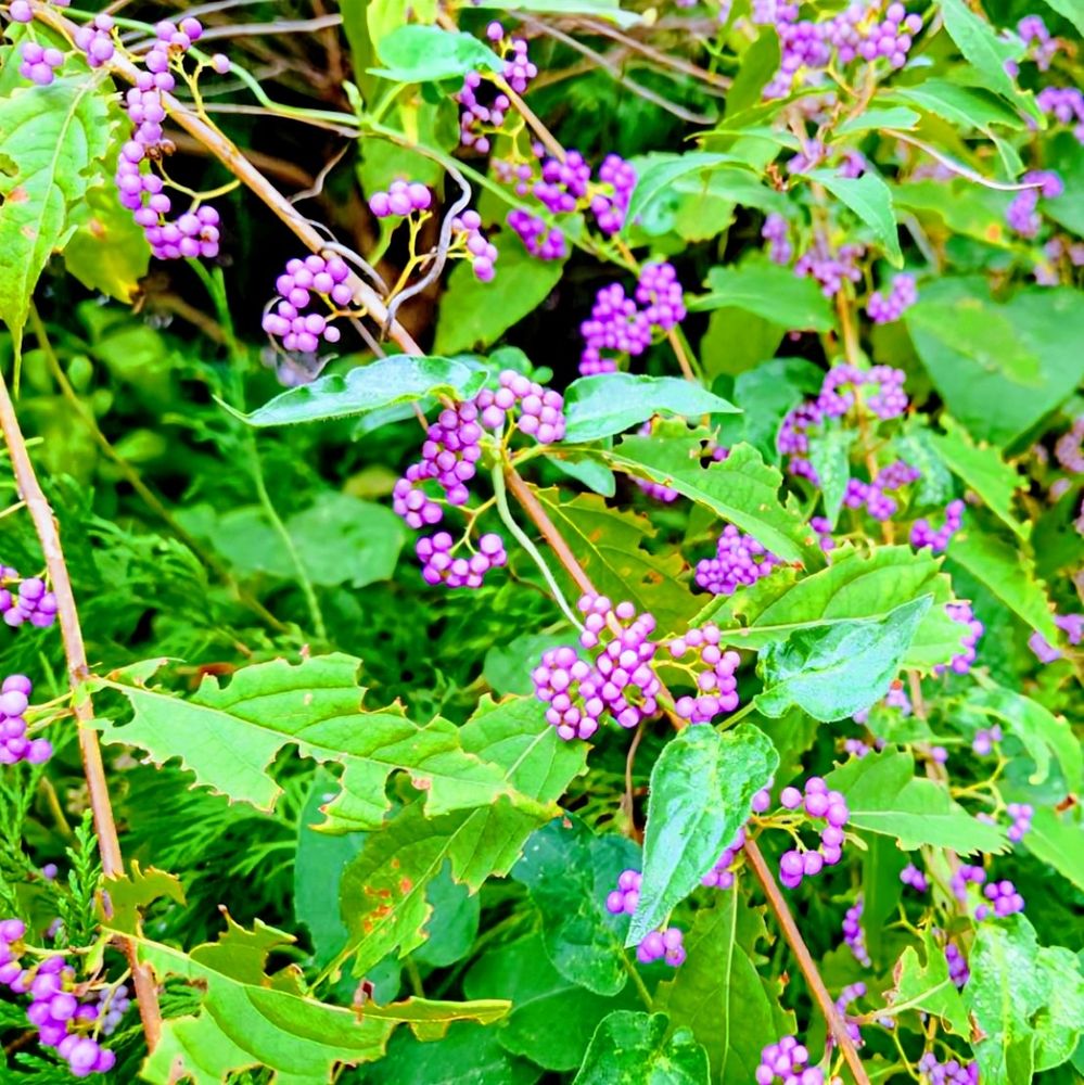 ムラサキシキブ