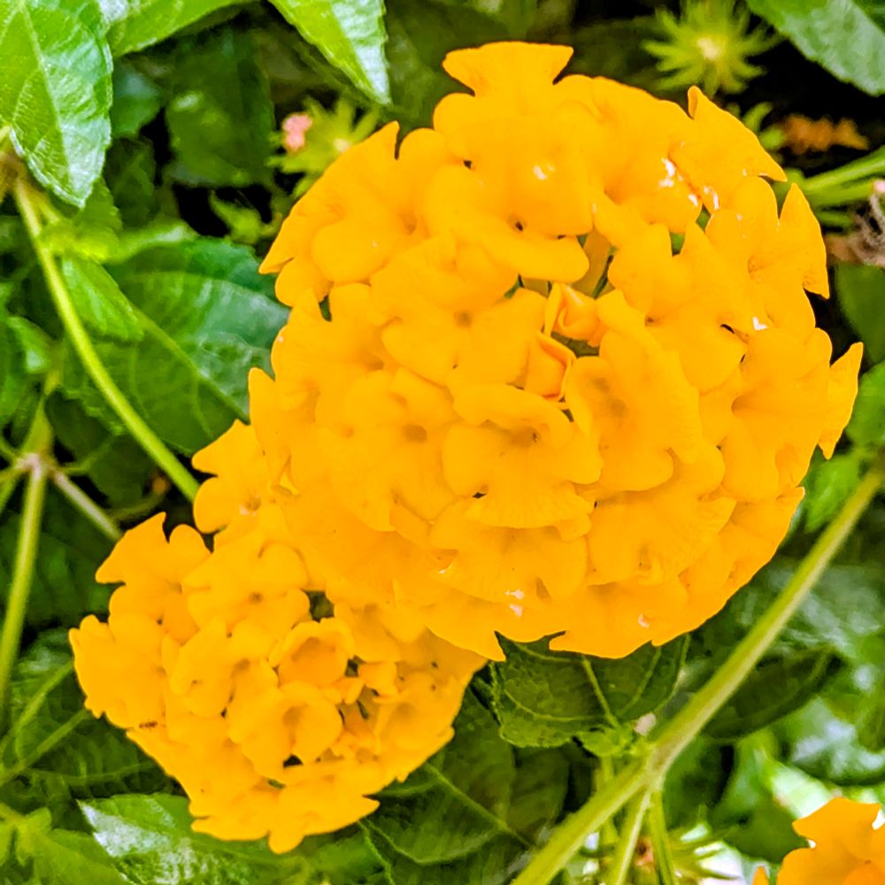 キバナランタナの花々