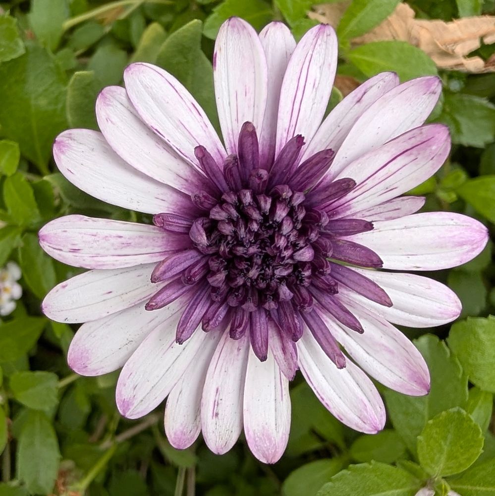 白と紫色ののオステオスペルマムの花