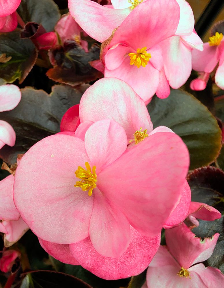 ピンク色のベゴニア・センパフローレンス（四季咲きベゴニア）な花々