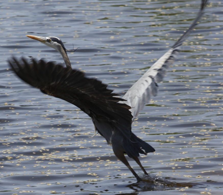 Great Blue Heron taking off from water.