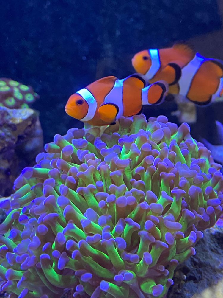 Two clownfish hosting in a hammer coral with purple tips.