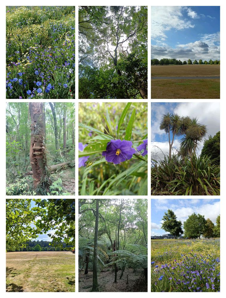 A photo collage of images of a native bush and grassy park.
Top left shows a close up of a wildflower meadow.
Top centre shows forest canopy against the sky.
Top right shows a large grassy field, with trees in the background.
Middle left shows plate fungi on a tree.
Middle centre shows a close up of purple flowers.
Middle right shows a stand of flax and cabbage trees.
Bottom left shows a view through trees of a grassy field with native forest visible in the background.
Bottom centre shows native bush.
Bottom right shows the wildflower meadow with trees in the background. 