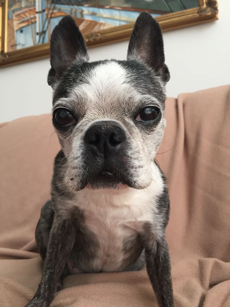 Black, brindle and white Boston Terrier dog sitting on a sofa.