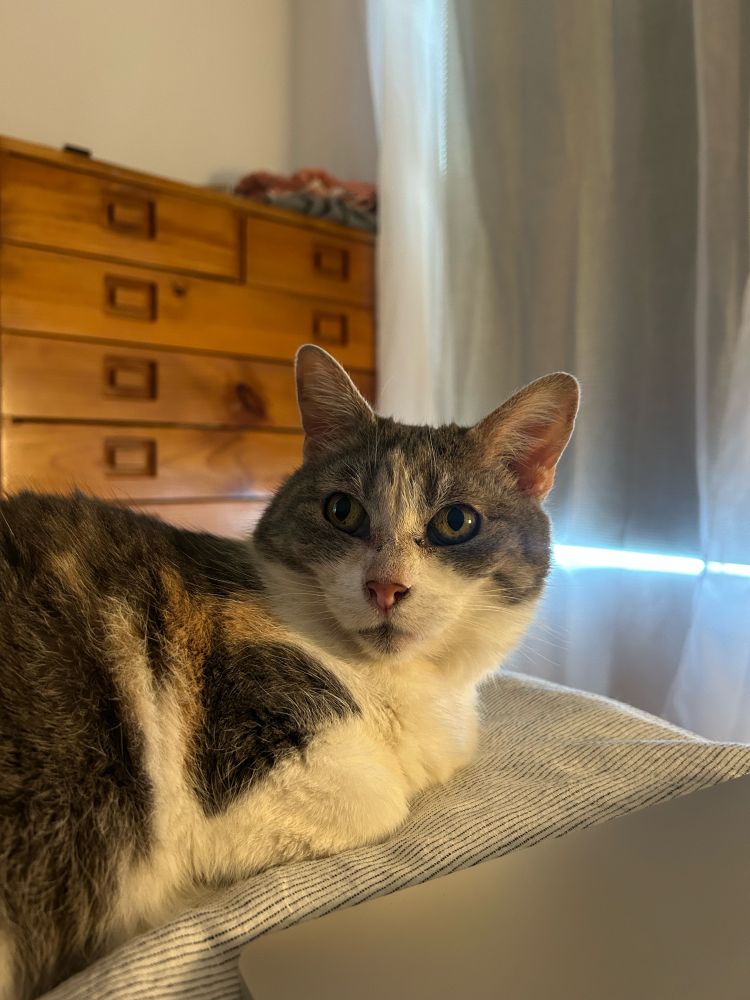 a ‘pastel’ calico cat sits on a bed, looking up past the camera 