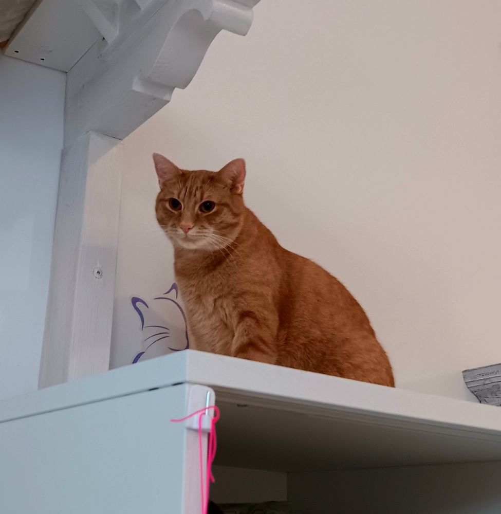 Ein roter Kater auf einem Schrank 