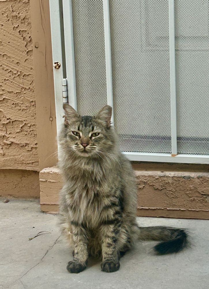 A long haired gray tabby cat. 