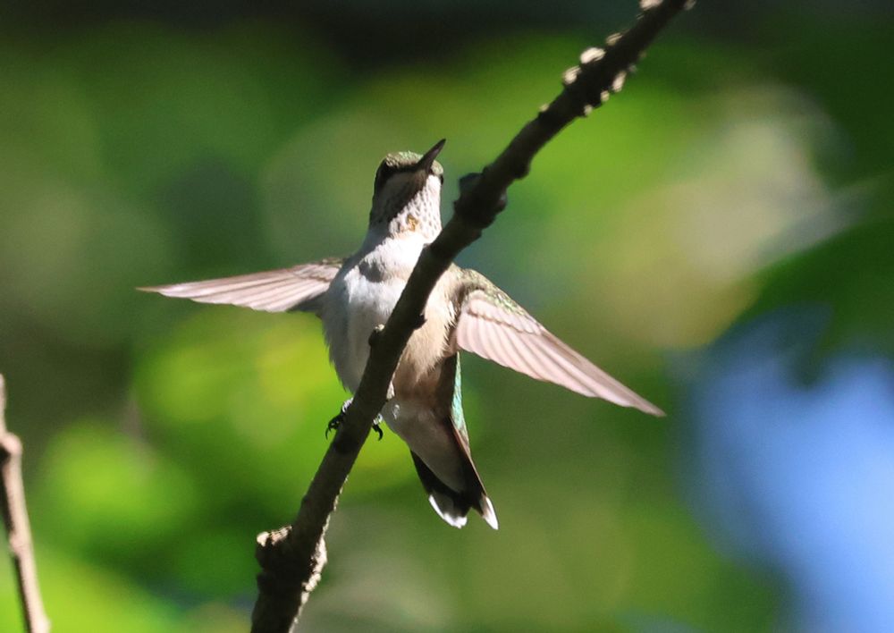 A ruby-throated hummingbird on a limb about to fly away with the wings out. 