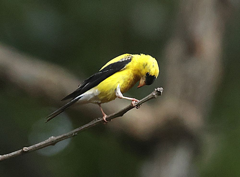 A Goldfinch perched on a small branch and bowing his head. 
