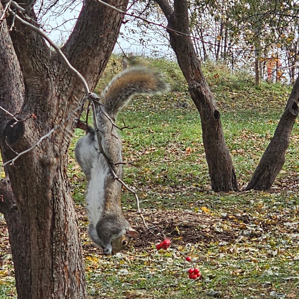 A grey squirrel with a white fluffy belly hangs upside down in a service berry (?) tree, happily snacking on the remaining red berries.  In the background, green grass covered in leaves and a few small trees give way to a grey lake and grey sky
