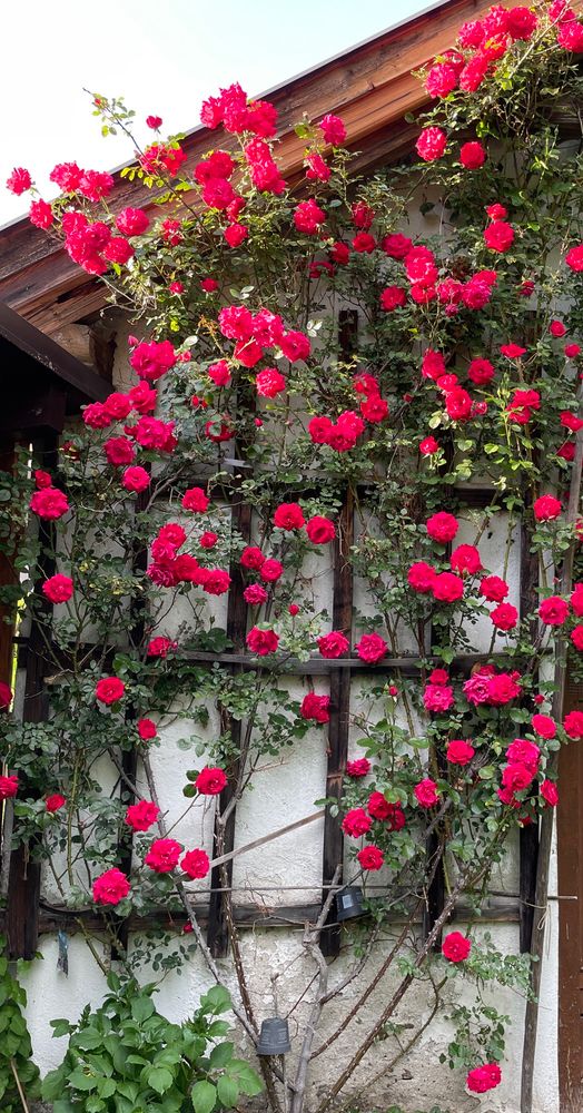 Rote Rosen auf weißer Mauer 