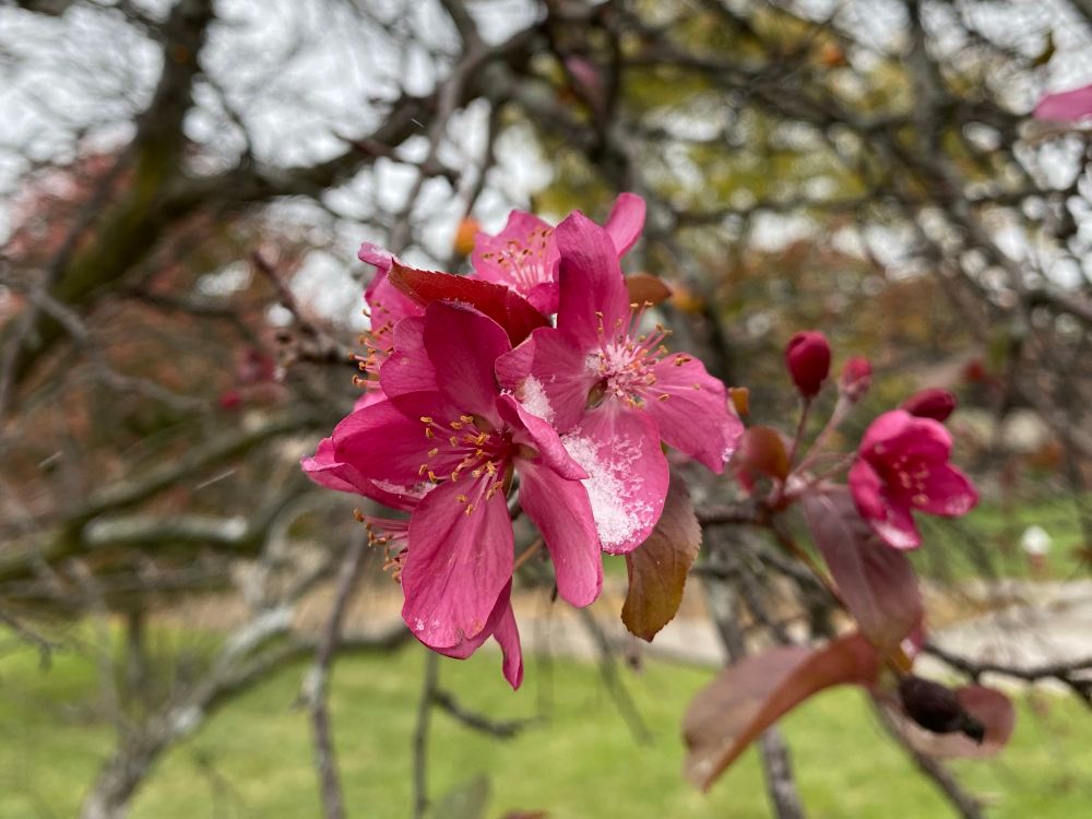 A pink flower on a tree with snow on the petals