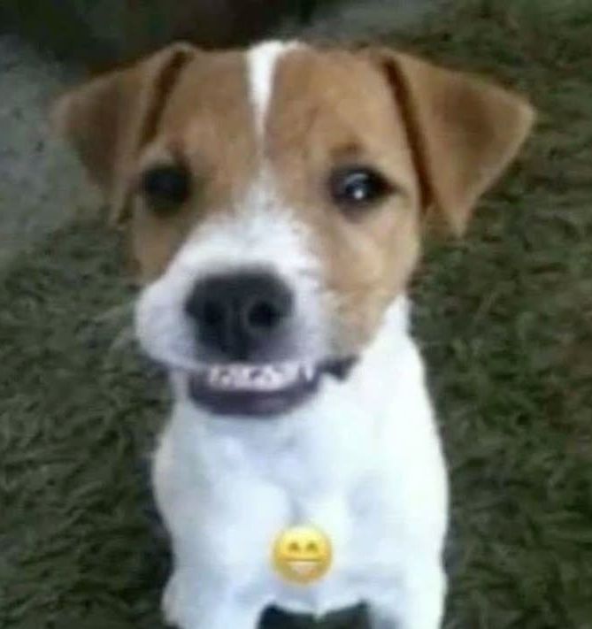 cachorro sorridente 