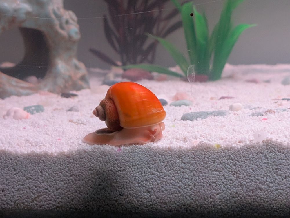 Snail in a fish tank