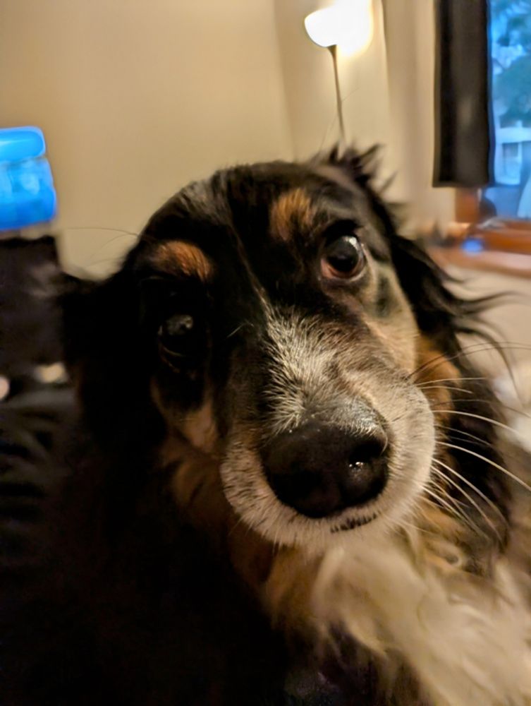 Dog looking into camera