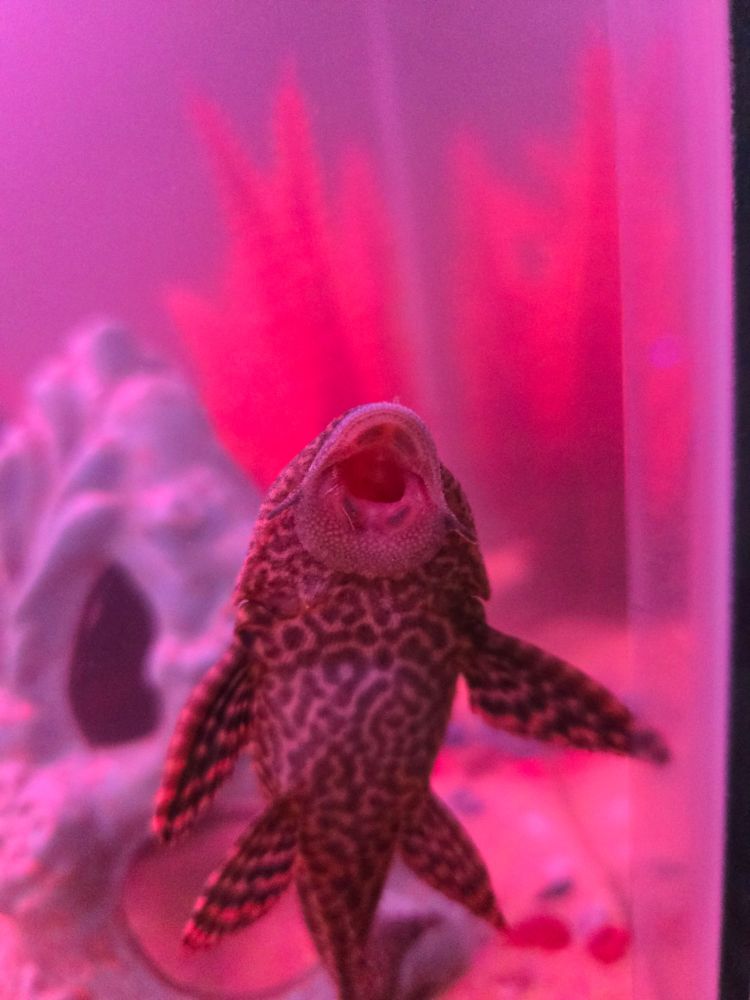 Sucker fish cleaning tank