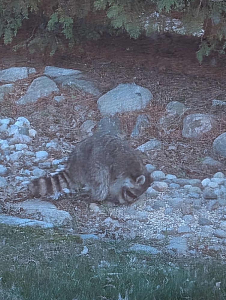 Racoon outside eating bird seed.
