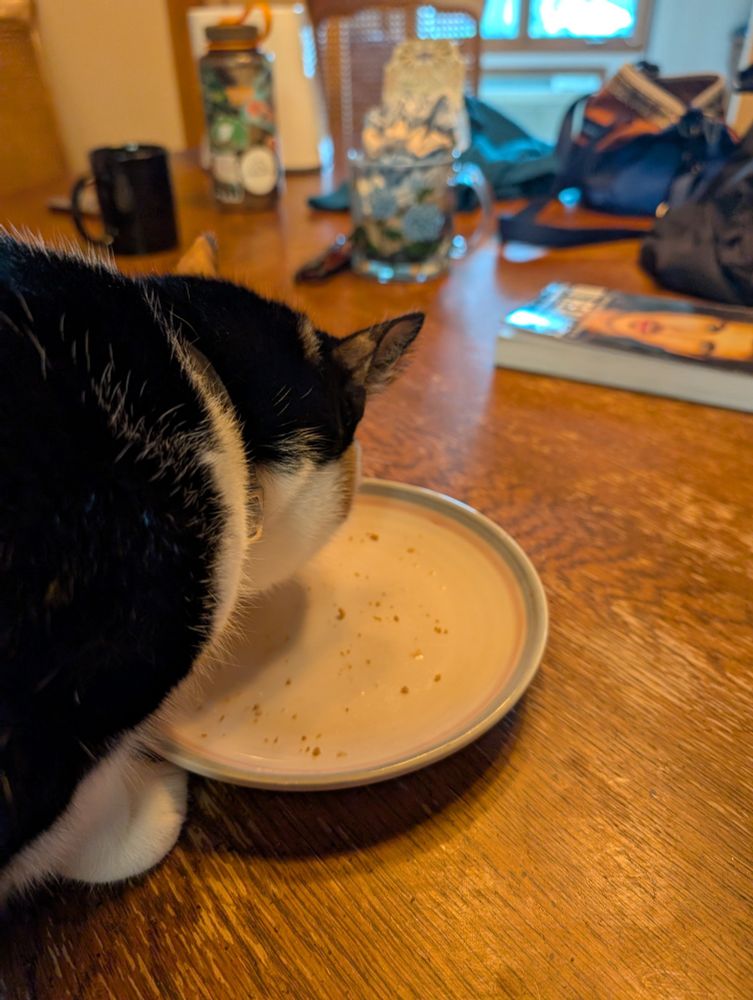 Cat eating its humans dinner