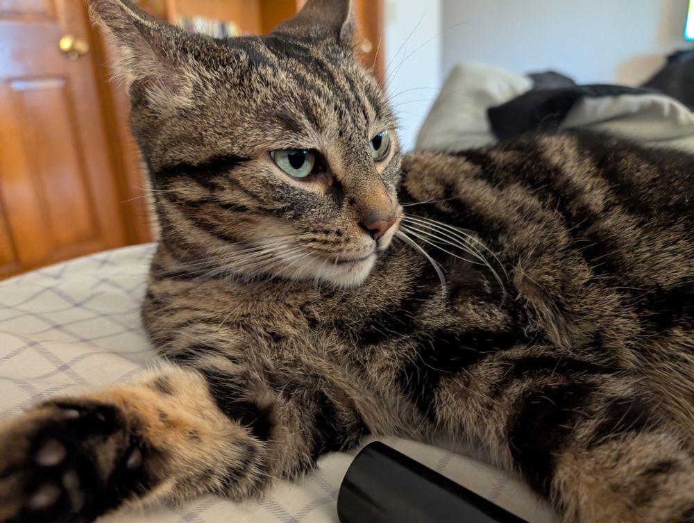 Cat looking salty