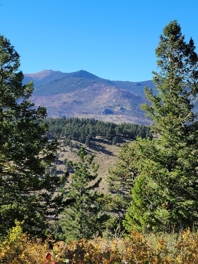 Picture of mountain in the distance with fur trees in the foreground 