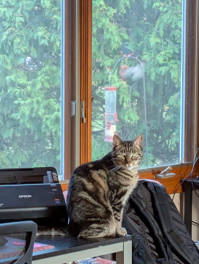 Cat watching birds.