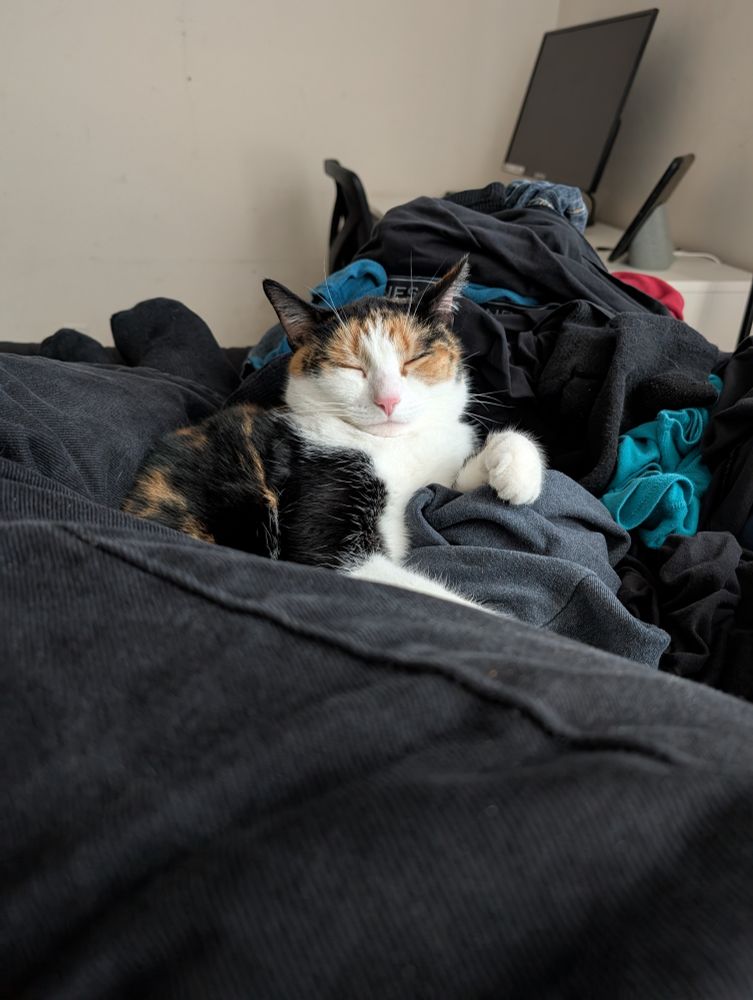 Cat sleeping on a human
