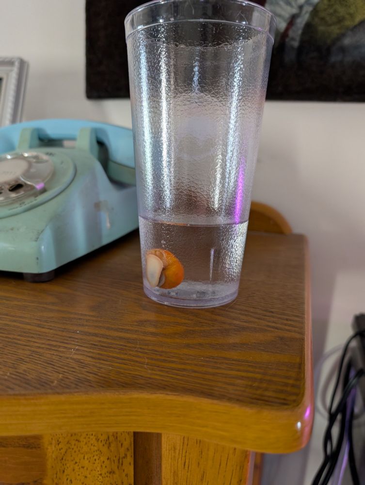 Snail in a clear cup