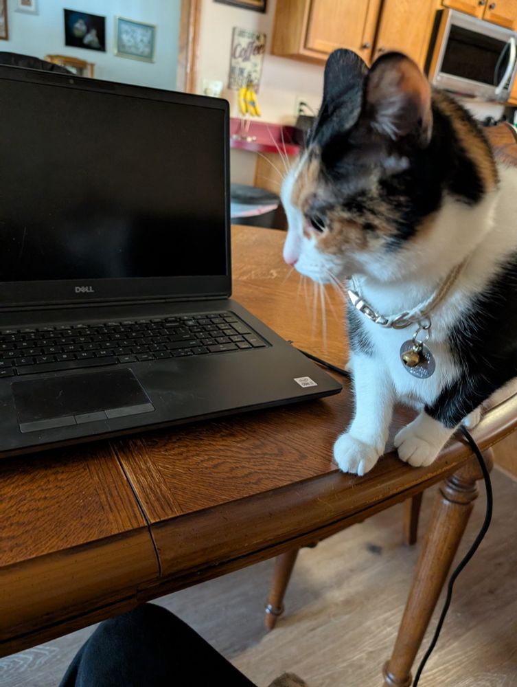 Cat chasing mouse on computer screen