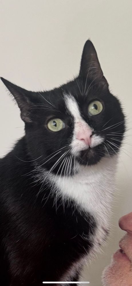 a tuxedo cat making a strange face
