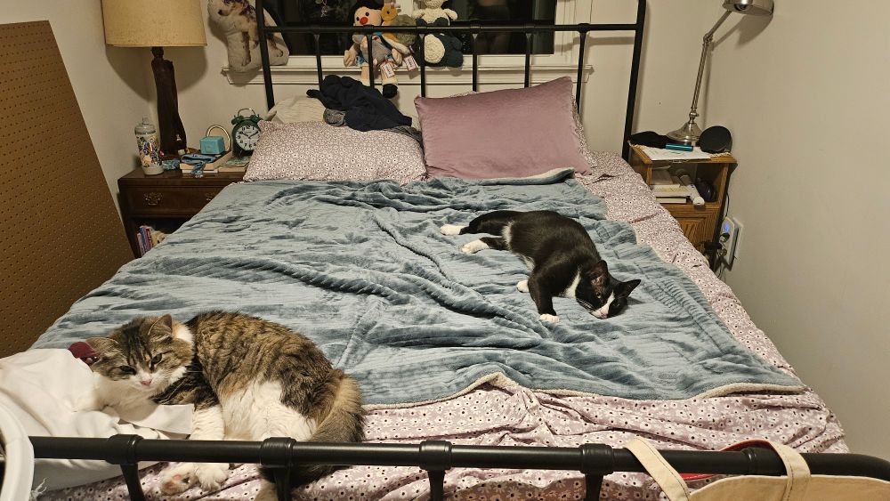 clancy (a fluffy white and gray cat) and fred (a tuxedo cat) lounge on a bed